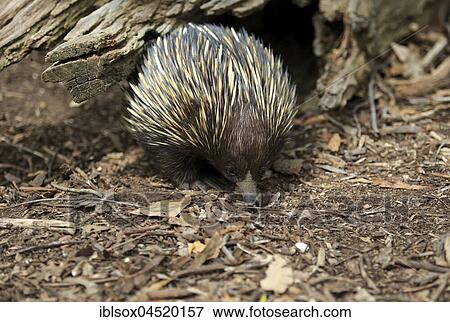 Stock Photo - Short-beaked echidna (Tachyglossus aculeatus), adult foraging, Mount Lofty, South Australia, Australia, Oceania. Fotosearch