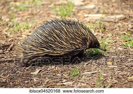 Short-beaked echidna (Tachyglossus aculeatus), adult, Mount Lofty, South Australia, Australia, Oceania View Large Photo Image Stock Photo - Short-beaked echidna (Tachyglossus aculeatus), adult, Mount Lofty, South Australia, Australia, Oceania. Fotosearch