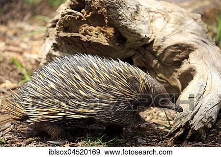 Short-beaked echidna (Tachyglossus aculeatus), adult, Mount Lofty, South Australia, Australia, Oceania View Large Photo Image Stock Photo - Short-beaked echidna (Tachyglossus aculeatus), adult, Mount Lofty, South Australia, Australia, Oceania. Fotosearch