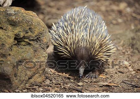 Short-beaked echidna (Tachyglossus aculeatus), adult foraging, Mount Lofty, South Australia, Australia, Oceania View Large Photo Image Stock Photography - Short-beaked echidna (Tachyglossus aculeatus), adult foraging, Mount Lofty, South Australia, Australia, Oceania. Fotosearch