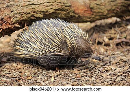 Stock Photography - Short-beaked echidna (Tachyglossus aculeatus), adult, foraging, Mount Lofty, South Australia, Australia, Oceania. Fotosearch