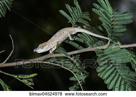 Short-horn chameleon (Calumma nasutum), RN7, Ambalamanakana, Madagascar, Africa View Large Photo Image Stock Photo - Short-horn chameleon (Calumma nasutum), RN7, Ambalamanakana, Madagascar, Africa. Fotosearch