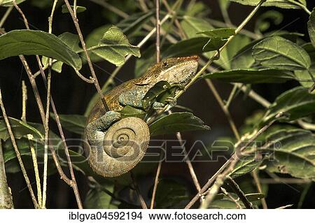 Short-horn chameleon (Calumma crypticum), endemic, Anjozorobe National Park, Madagascar, Africa View Large Photo Image Picture - Short-horn chameleon (Calumma crypticum), endemic, Anjozorobe National Park, Madagascar, Africa. Fotosearch