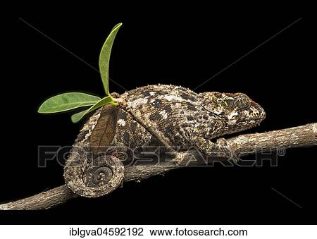 Short-horn chameleon (Calumma crypticum), endemic, Anjozorobe National Park, Madagascar, Africa View Large Photo Image Stock Image - Short-horn chameleon (Calumma crypticum), endemic, Anjozorobe National Park, Madagascar, Africa. Fotosearch