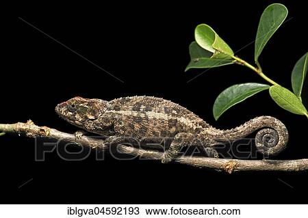 Short-horn chameleon (Calumma crypticum), endemic, Anjozorobe National Park, Madagascar, Africa View Large Photo Image Stock Image - Short-horn chameleon (Calumma crypticum), endemic, Anjozorobe National Park, Madagascar, Africa. Fotosearch