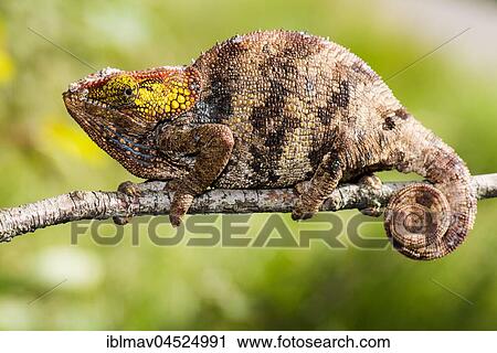 Short-horn chameleon (Calumma crypticum), RN7, Ambalamanakana, Madagascar, Africa View Large Photo Image Stock Image - Short-horn chameleon (Calumma crypticum), RN7, Ambalamanakana, Madagascar, Africa. Fotosearch