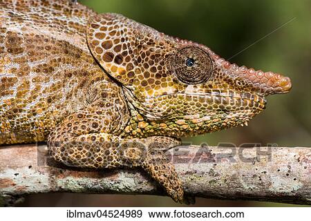 Short-horn chameleon (Calumma crypticum), RN7, Ambalamanakana, Madagascar, Africa View Large Photo Image Stock Photo - Short-horn chameleon (Calumma crypticum), RN7, Ambalamanakana, Madagascar, Africa. Fotosearch