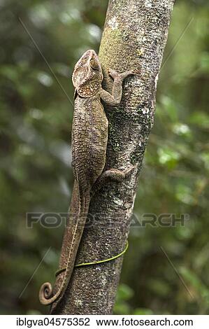 Short-horned chameleon (Calumma brevicorne) camouflaged on a tree trunk, Andasibe National Park, Madagascar, Africa View Large Photo Image Stock Image - Short-horned chameleon (Calumma brevicorne) camouflaged on a tree trunk, Andasibe National Park, Madagascar, Africa. Fotosearch