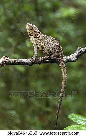 Stock Image - Short-horned chameleon (Calumma brevicorne) sits on branch, Andasibe National Park, Madagascar, Africa. Fotosearch