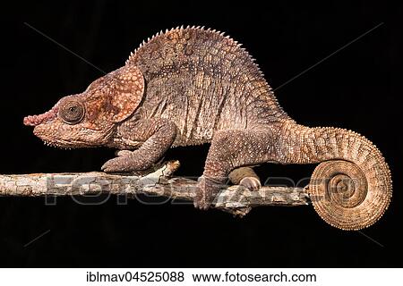 Short-horned chameleon (Calumma brevicorne), male, Analamazoatra, Andasibe National Park, Madagascar, Africa View Large Photo Image Stock Photo - Short-horned chameleon (Calumma brevicorne), male, Analamazoatra, Andasibe National Park, Madagascar, Africa. Fotosearch