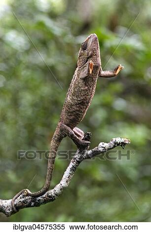 Short-horned chameleon (Calumma brevicorne) on branch, Andasibe National Park, Madagascar, Africa View Large Photo Image Stock Photography - Short-horned chameleon (Calumma brevicorne) on branch, Andasibe National Park, Madagascar, Africa. Fotosearch