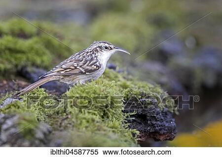 Stock Photography - Short-toed treecreeper (Certhia brachydactyla), Central Elbe Biosphere Reserve, Saxony-Anhalt, Germany, Europe. Fotosearch