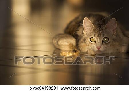 Siberian cat, forest cat lying on tiled floor View Large Photo Image Stock Image - Siberian cat, forest cat lying on tiled floor. Fotosearch