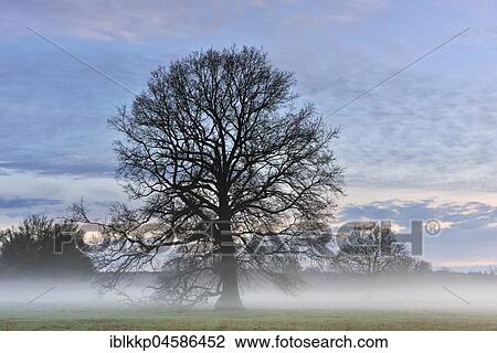 Silhouette of a tree at dawn, dawn in the Middle Elbe Biosphere Reserve, Saxony-Anhalt, Germany, Europe View Large Photo Image Stock Image - Silhouette of a tree at dawn, dawn in the Middle Elbe Biosphere Reserve, Saxony-Anhalt, Germany, Europe. Fotosearch