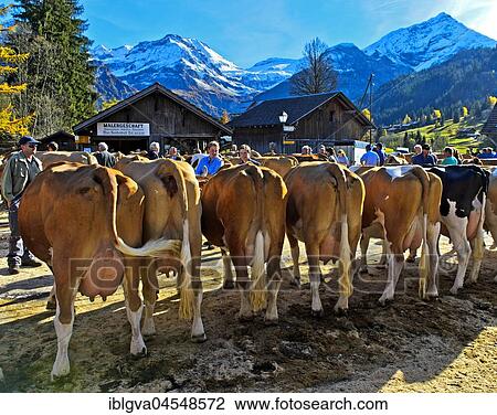Simmental cows at a cattle show, Lauenen, Canton of Berne, Switzerland, Europe View Large Photo Image Stock Image - Simmental cows at a cattle show, Lauenen, Canton of Berne, Switzerland, Europe. Fotosearch
