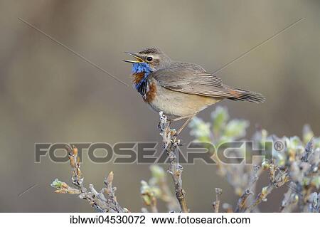 Stock Image - Singing Red-spotted bluethroat (Luscinia svecica svecica), singing male, Norway, Europe. Fotosearch