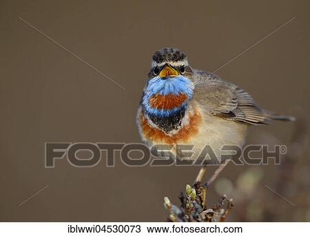 Stock Image - Singing Red-spotted bluethroat (Luscinia svecica svecica), singing male, Norway, Europe. Fotosearch