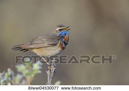 Stock Photo - Singing red-spotted Bluethroat (Luscinia svecica svecica), singing male, Norway, Europe. Fotosearch