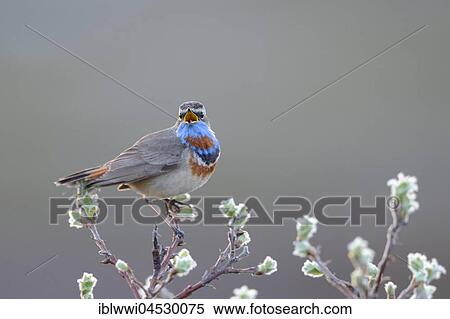 Stock Photography - Singing Red-spotted bluethroat (Luscinia svecica svecica), singing male, Norway, Europe. Fotosearch