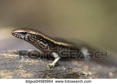 Skink (Madascinus melanopleura), Portrait, Andasibe National Park, Madagascar, Africa View Large Photo Image Picture - Skink (Madascinus melanopleura), Portrait, Andasibe National Park, Madagascar, Africa. Fotosearch