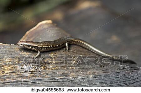 Skink (Madascinus melanopleura), Andasibe National Park, Madagascar, Africa View Large Photo Image Stock Image - Skink (Madascinus melanopleura), Andasibe National Park, Madagascar, Africa. Fotosearch