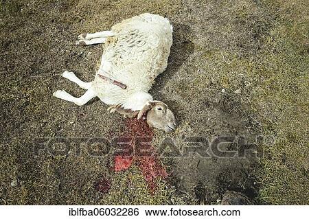 Slaughtered sheep lying with its neck cut in its blood in a mountain meadow, on the sheep lies the butcher knife, Khadz Goz, Wakhan Corridor, Badakhshan, Afghanistan, Asia View Large Photo Image Stock Photograph - Slaughtered sheep lying with its neck cut in its blood in a mountain meadow, on the sheep lies the butcher knife, Khadz Goz, Wakhan Corridor, Badakhshan, Afghanistan, Asia. Fotosearch