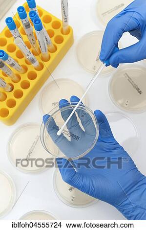 Picture - Smear from mucous membranes is cultivated in petri dishes, microbiological diagnosis of MRSA germs (methicillin-resistant Staphylococcus aureus), clinical laboratory, North Rhine-Westphalia, Germany, Europe. Fotosearch