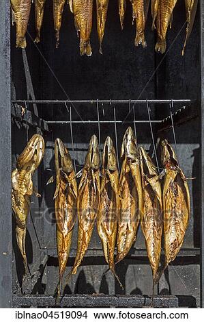 Smoked fish in smokehouse, Mecklenburg-Western Pomerania, Germany, Europe View Large Photo Image Picture - Smoked fish in smokehouse, Mecklenburg-Western Pomerania, Germany, Europe. Fotosearch