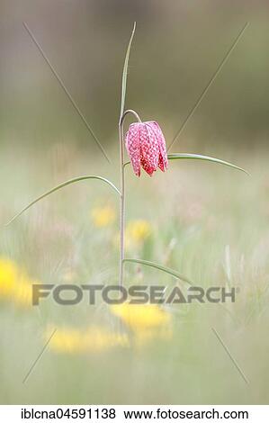 Snake's head fritillaries (Fritillaria meleagris), Hesse, Germany, Europe View Large Photo Image Stock Photo - Snake's head fritillaries (Fritillaria meleagris), Hesse, Germany, Europe. Fotosearch