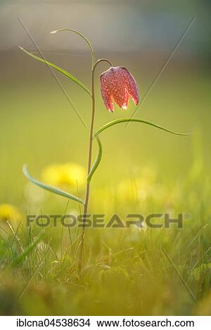 Snake's Head Fritillary (Fritillaria meleagris), Hesse, Germany, Europe View Large Photo Image Picture - Snake's Head Fritillary (Fritillaria meleagris), Hesse, Germany, Europe. Fotosearch