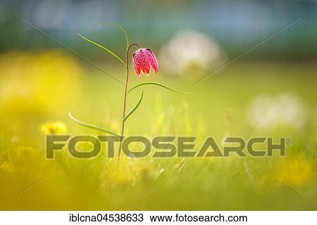 Snake's Head Fritillary (Fritillaria meleagris), Hesse, Germany, Europe View Large Photo Image Stock Image - Snake's Head Fritillary (Fritillaria meleagris), Hesse, Germany, Europe. Fotosearch