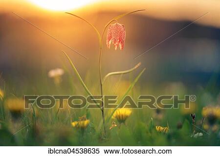 Snake's Head Fritillary (Fritillaria meleagris), in dandelion meadow (Taraxacum), Hesse, Germany, Europe View Large Photo Image Stock Photography - Snake's Head Fritillary (Fritillaria meleagris), in dandelion meadow (Taraxacum), Hesse, Germany, Europe. Fotosearch