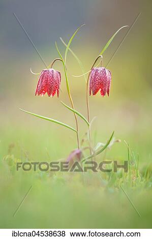 Snake's Head Fritillarys (Fritillaria meleagris), Hesse, Germany, Europe View Large Photo Image Stock Photo - Snake's Head Fritillarys (Fritillaria meleagris), Hesse, Germany, Europe. Fotosearch