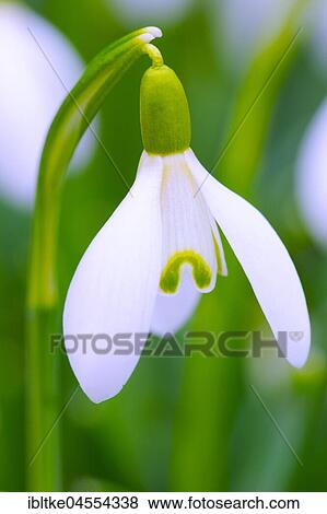 Snowdrops (GInulahus nivalis), Baden-Württemberg, Germany, Europe View Large Photo Image Stock Photo - Snowdrops (GInulahus nivalis), Baden-Württemberg, Germany, Europe. Fotosearch