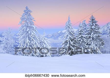 Stock Image - Snowy fir trees, Switzerland, Europe. Fotosearch