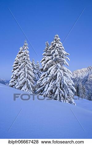 Stock Photo - Snowy fir trees, Switzerland, Europe. Fotosearch