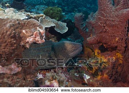 Sooty-head moray (Gymnothorax flavimarginatus), Nusa Lembongan, Small Sunda Islands, Indonesia, Asia View Large Photo Image Picture - Sooty-head moray (Gymnothorax flavimarginatus), Nusa Lembongan, Small Sunda Islands, Indonesia, Asia. Fotosearch