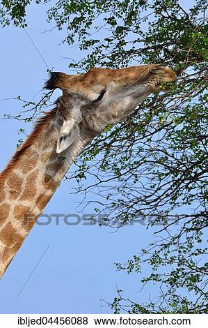 Stock Photo - South African giraffe or cape giraffe (Giraffa giraffa giraffa), feeding on leaves, Kruger National Park, South Africa, Africa. Fotosearch