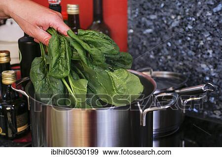 Stock Photo - South German cuisine, putting spinach in a saucepan, preparation of vegetables, Germany, Europe. Fotosearch