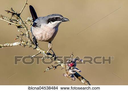Southern grey shrike (Lanius meridionalis) with impaled mouse (Mus), prey, Spain, Europe View Large Photo Image Picture - Southern grey shrike (Lanius meridionalis) with impaled mouse (Mus), prey, Spain, Europe. Fotosearch