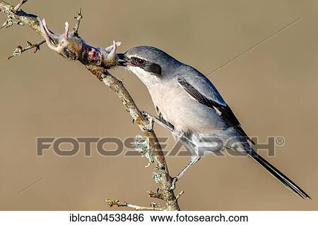 Southern grey shrike (Lanius meridionalis) feeding on impaled mouse (Mus), prey, Spain, Europe View Large Photo Image Stock Photograph - Southern grey shrike (Lanius meridionalis) feeding on impaled mouse (Mus), prey, Spain, Europe. Fotosearch