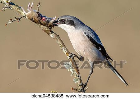 Southern grey shrike (Lanius meridionalis) feeding on impaled mouse (Mus), prey, Spain, Europe View Large Photo Image Stock Photography - Southern grey shrike (Lanius meridionalis) feeding on impaled mouse (Mus), prey, Spain, Europe. Fotosearch