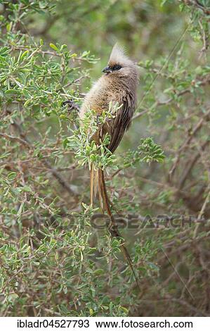 Speckled mousebird (Colius striatus), Addo Elephant National Park, South Africa, Africa View Large Photo Image Stock Image - Speckled mousebird (Colius striatus), Addo Elephant National Park, South Africa, Africa. Fotosearch