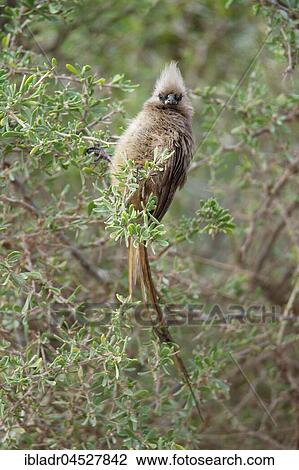 Speckled mousebird (Colius striatus), Addo Elephant National Park, South Africa, Africa View Large Photo Image Stock Image - Speckled mousebird (Colius striatus), Addo Elephant National Park, South Africa, Africa. Fotosearch