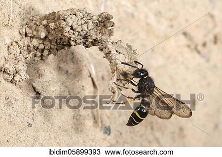 Spiny Mason Wasp (Odynerus spinipes) on landing approach to the breeding cave, Bielefeld-Ummeln, North Rhine-Westphalia View Large Photo Image Stock Image - Spiny Mason Wasp (Odynerus spinipes) on landing approach to the breeding cave, Bielefeld-Ummeln, North Rhine-Westphalia. Fotosearch