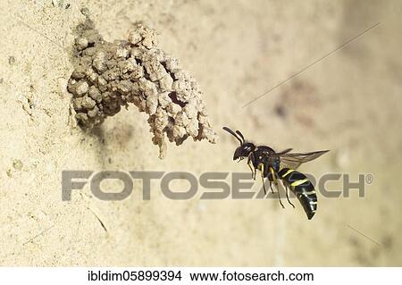 Spiny Mason Wasp (Odynerus spinipes) approaching the breeding cave, Bielefeld-Ummeln, North Rhine-Westphalia View Large Photo Image Picture - Spiny Mason Wasp (Odynerus spinipes) approaching the breeding cave, Bielefeld-Ummeln, North Rhine-Westphalia. Fotosearch