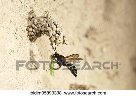 Spiny Mason Wasp (Odynerus spinipes) approaching the breeding cave with weevil larvae, Bielefeld-Ummeln, North Rhine-Westphalia View Large Photo Image Stock Photo - Spiny Mason Wasp (Odynerus spinipes) approaching the breeding cave with weevil larvae, Bielefeld-Ummeln, North Rhine-Westphalia. Fotosearch