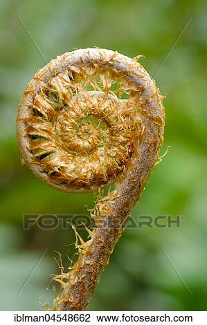 Spiral of a young fern leaf (Tracheophyta), Trebah Garden, Mawnan Smith, near Falmouth, Cornwall, England, United Kingdom, Europe View Large Photo Image Stock Image - Spiral of a young fern leaf (Tracheophyta), Trebah Garden, Mawnan Smith, near Falmouth, Cornwall, England, United Kingdom, Europe. Fotosearch