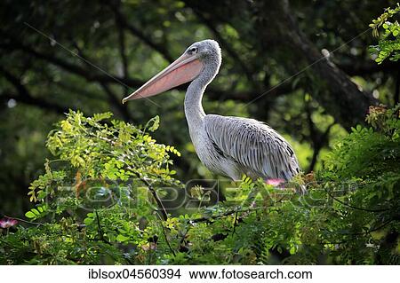 Spot-Billed Pelican (Pelecanus philippensis), adult on tree, Singapore, Asia View Large Photo Image Picture - Spot-Billed Pelican (Pelecanus philippensis), adult on tree, Singapore, Asia. Fotosearch