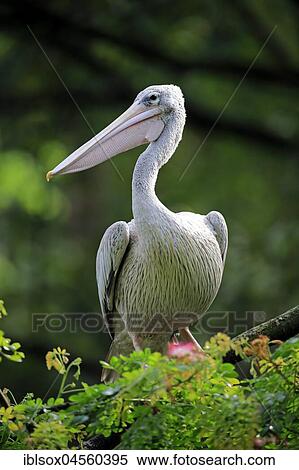 Spot-Billed Pelican (Pelecanus philippensis), adult on tree, Singapore, Asia View Large Photo Image Stock Photography - Spot-Billed Pelican (Pelecanus philippensis), adult on tree, Singapore, Asia. Fotosearch